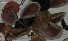 Image of scaled sea cucumber