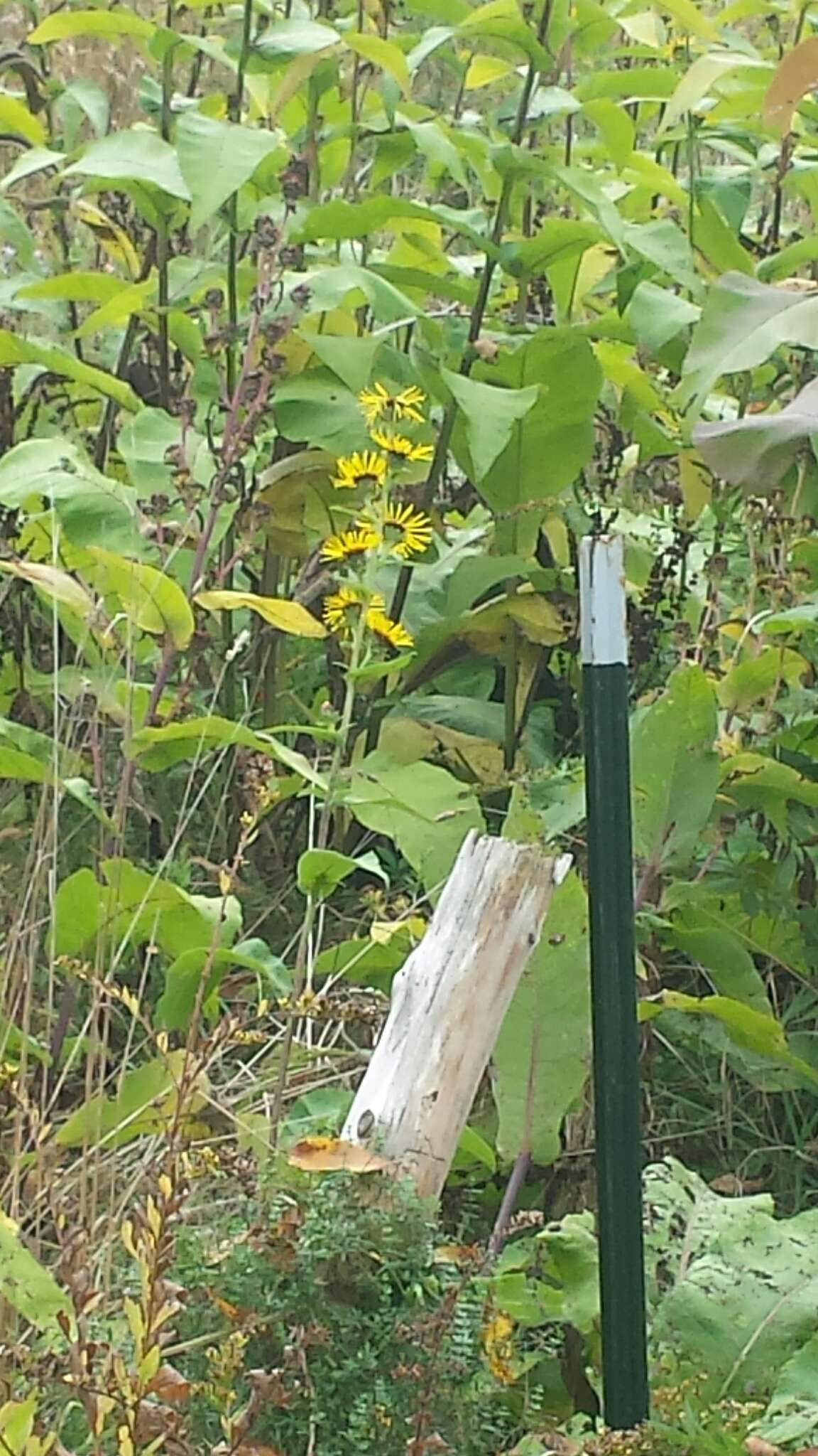 Image of Inula racemosa Hook. fil.