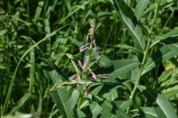 Image of <i>Chamaenerion <i>angustifolium</i></i> subsp. angustifolium