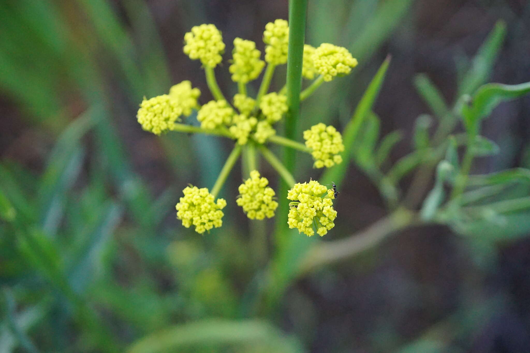 Imagem de Lomatium triternatum var. brevifolium (Coult. & Rose) Mathias