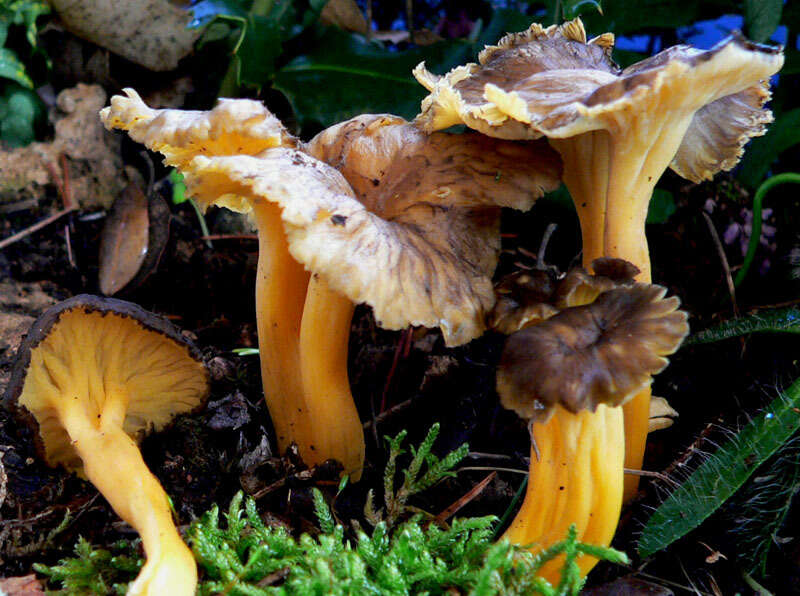 Image of Craterellus lutescens (Fr.) Fr. 1838