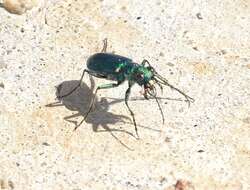 Image de Cicindela (Cicindela) pimeriana Le Conte 1867