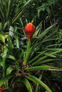 Image of Guzmania conifera (André) André ex Mez