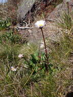 Image of Brachyscome decipiens Hook. fil.