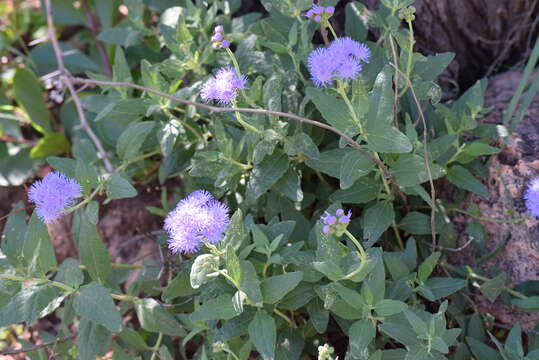 Imagem de Ageratum corymbosum Zucc.