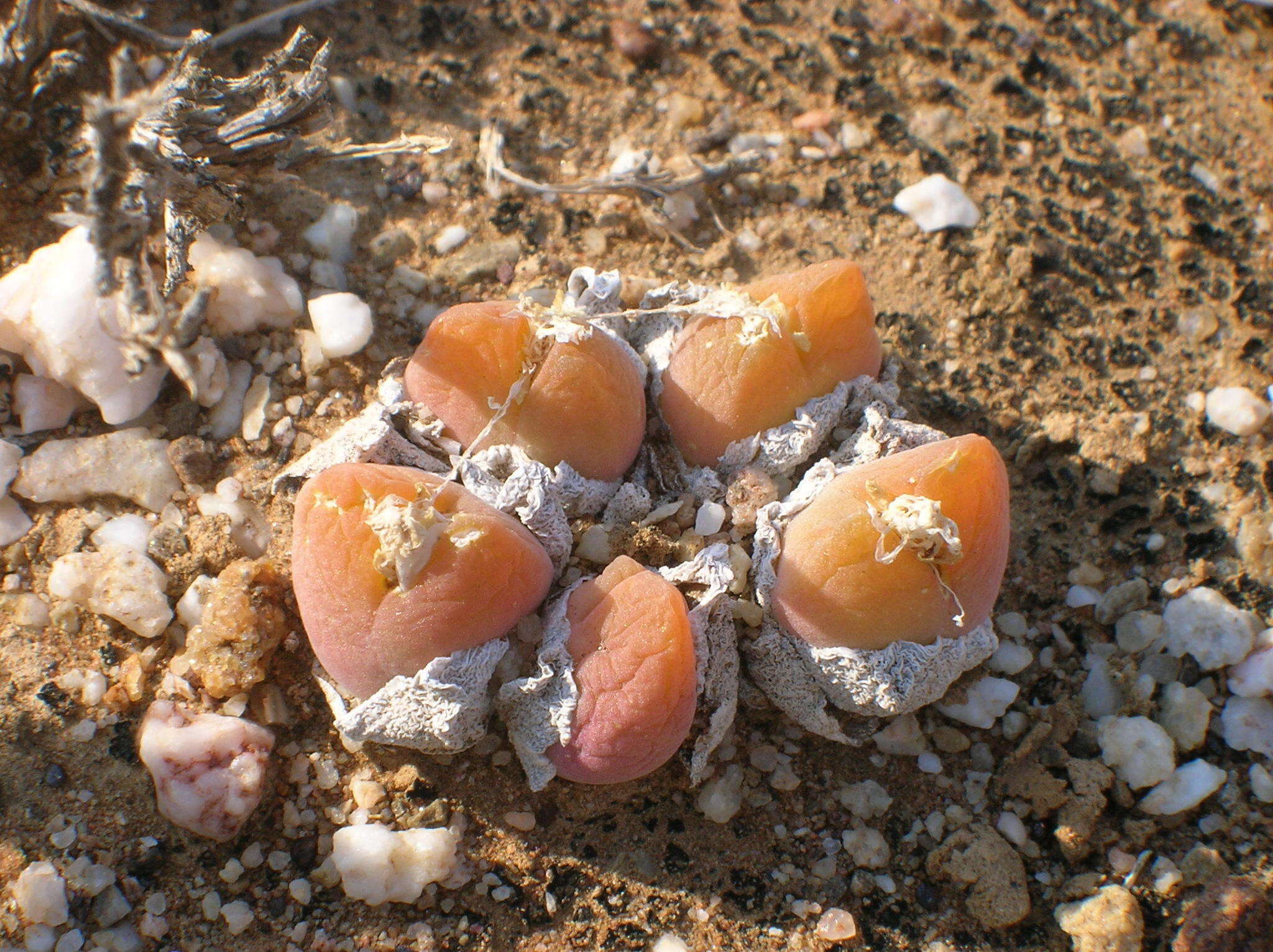 Image of Gibbaeum nuciforme Hartmann