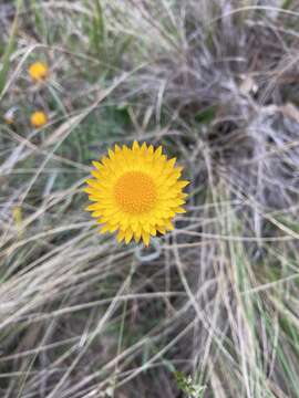 Image of Leucochrysum albicans subsp. albicans