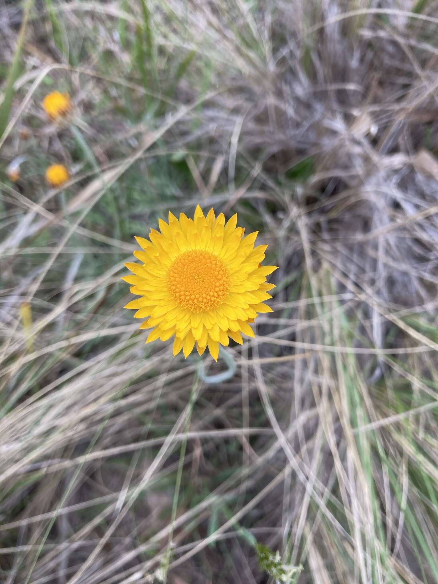 Image of Leucochrysum albicans subsp. albicans