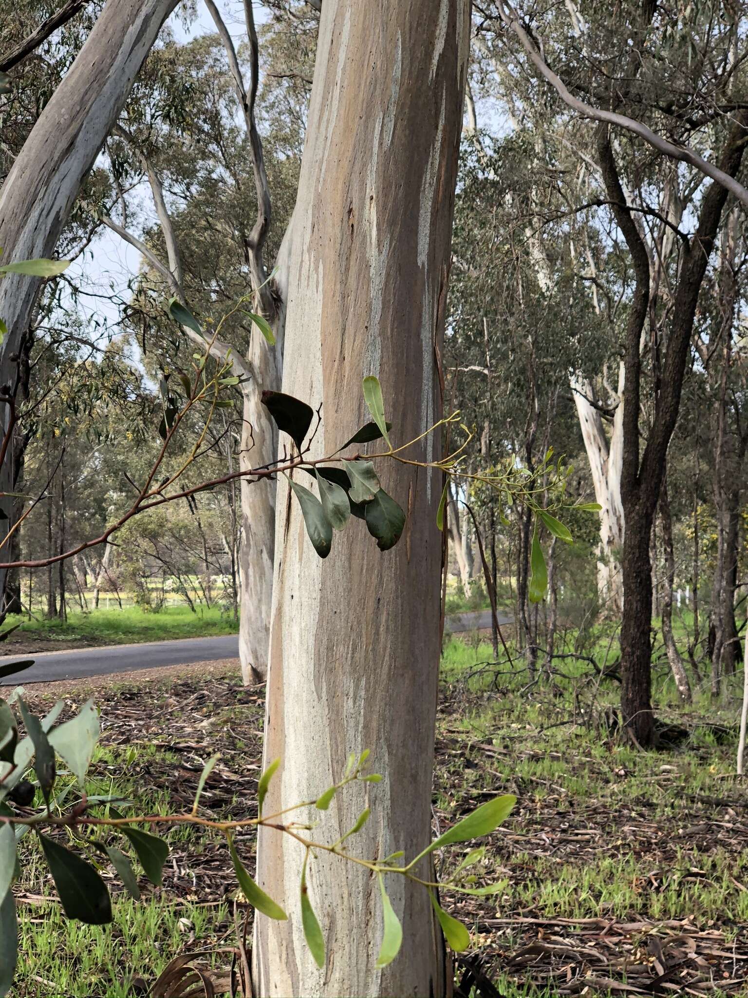 Image de Eucalyptus leucoxylon subsp. pruinosa (F. Müll. ex Miq.) D. J. Boland