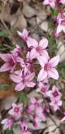 Image de Boronia fastigiata Bartl.