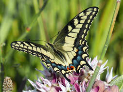 Image of Papilio machaon oregonia W. H. Edwards 1876