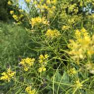 Image of Sisymbrium strictissimum L.