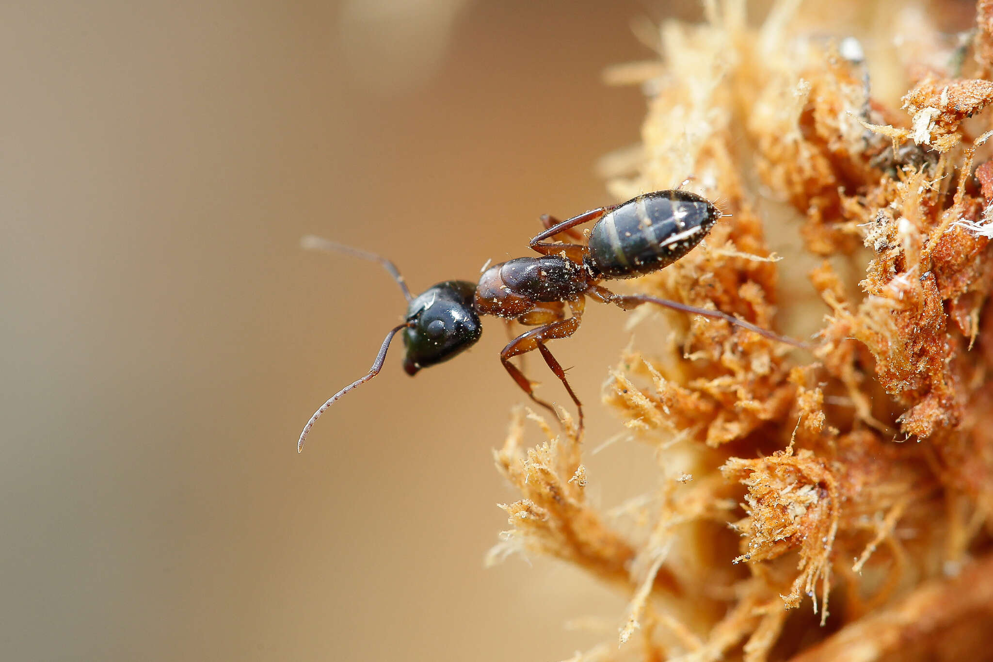 Image of Camponotus fallax (Nylander 1856)