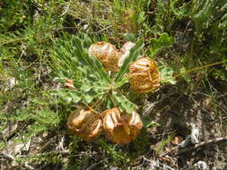 Sivun Pachycarpus grandiflorus (L. fil.) E. Mey. kuva