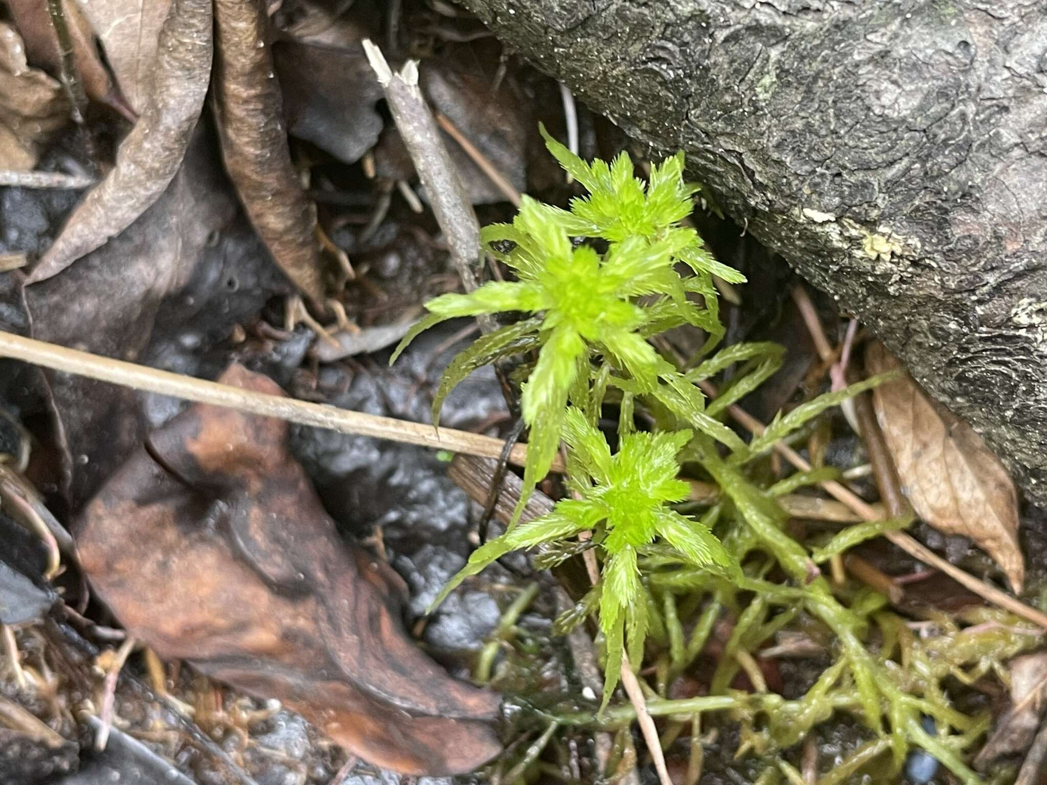 喙叶泥炭藓的圖片