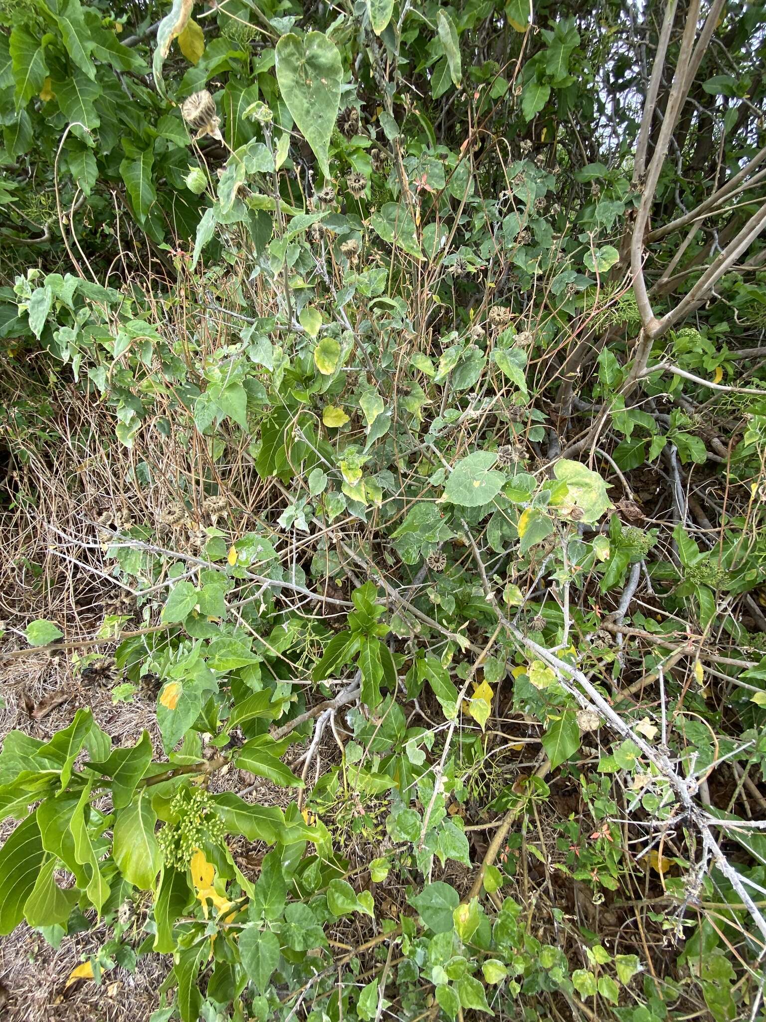 Image of Abutilon indicum subsp. albescens (Miq.) Borssum Waalkes