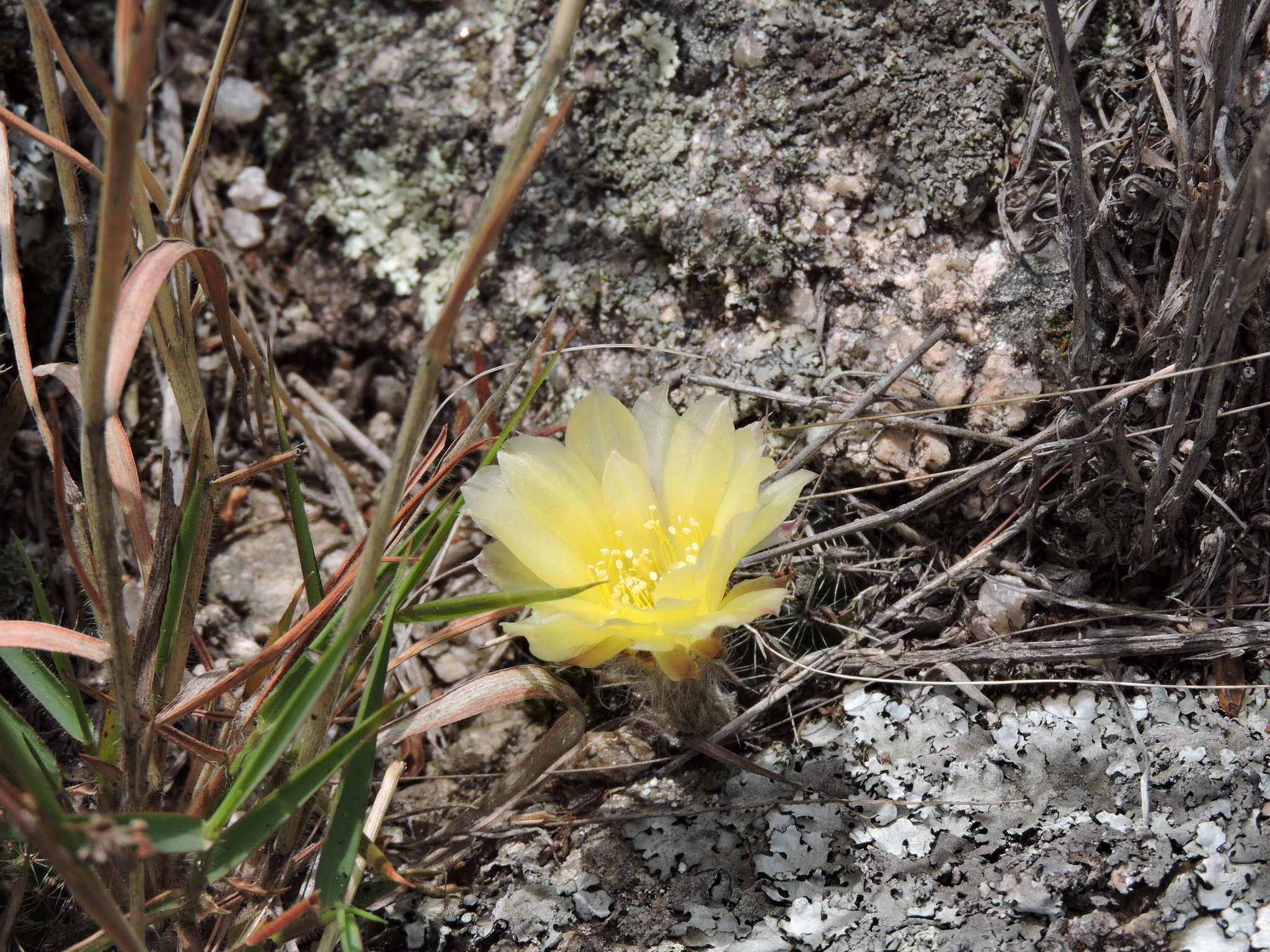 Image of Echinopsis aurea Britton & Rose