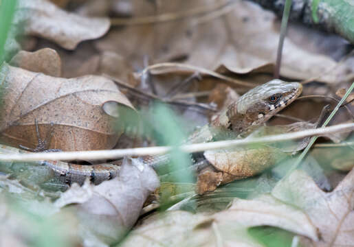 Image of Madrean Alligator Lizard