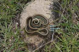 Image of Mexican Garter Snake