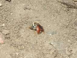 Image of Andrena erythrogaster (Ashmead 1890)