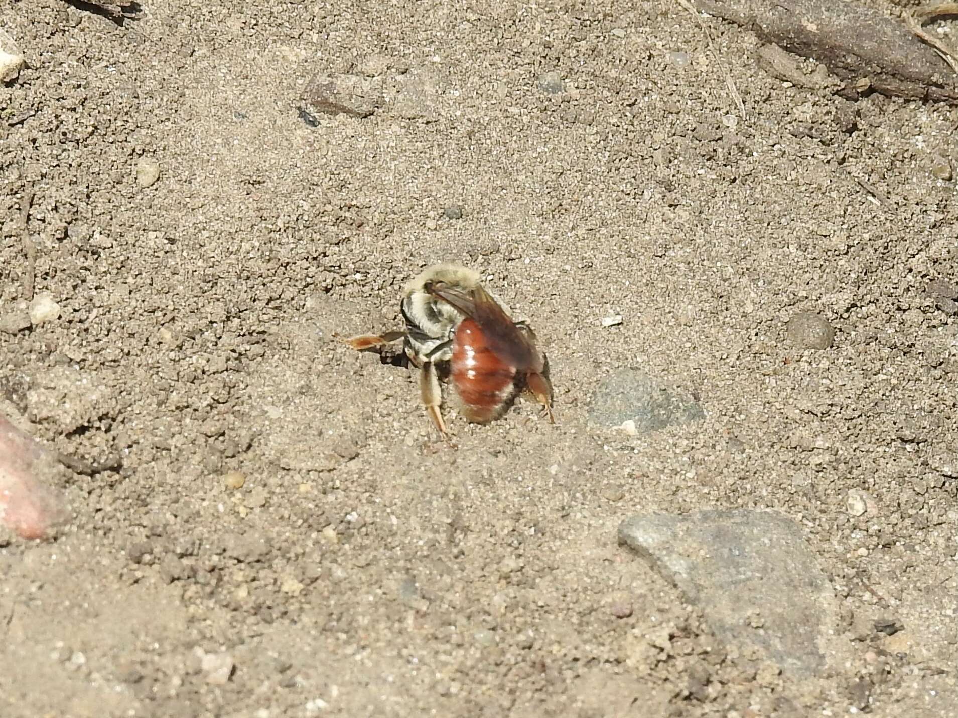 Image of Andrena erythrogaster (Ashmead 1890)