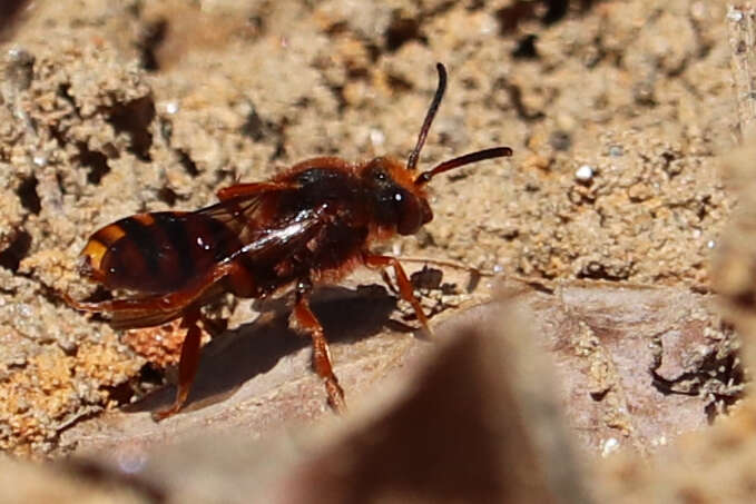 Image de Nomada agrestis Fabricius 1787