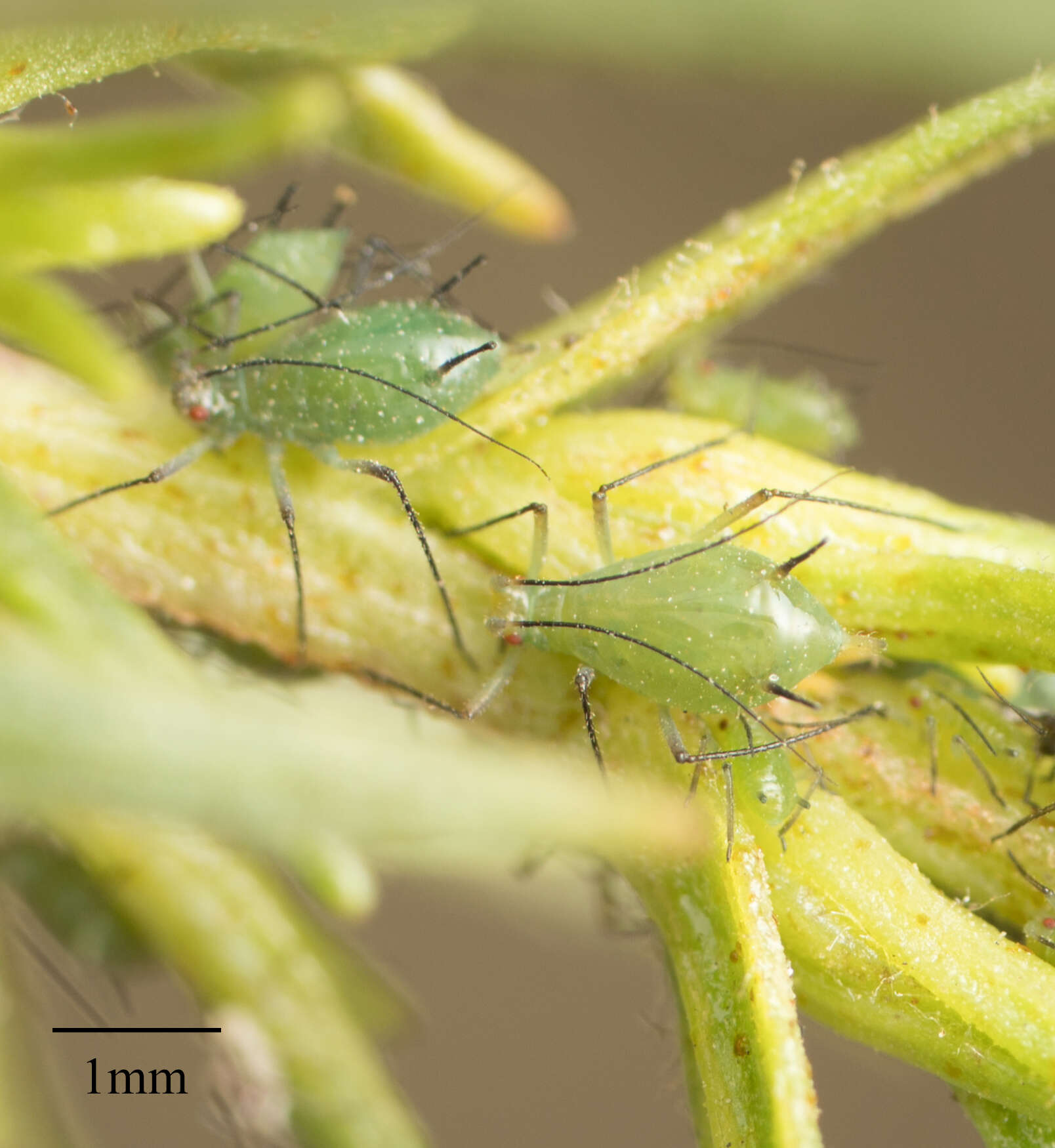 Image of Macrosiphoniella (Macrosiphoniella) glabra (Gillette & M. A. Palmer 1928)