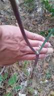 Image of naked buckwheat