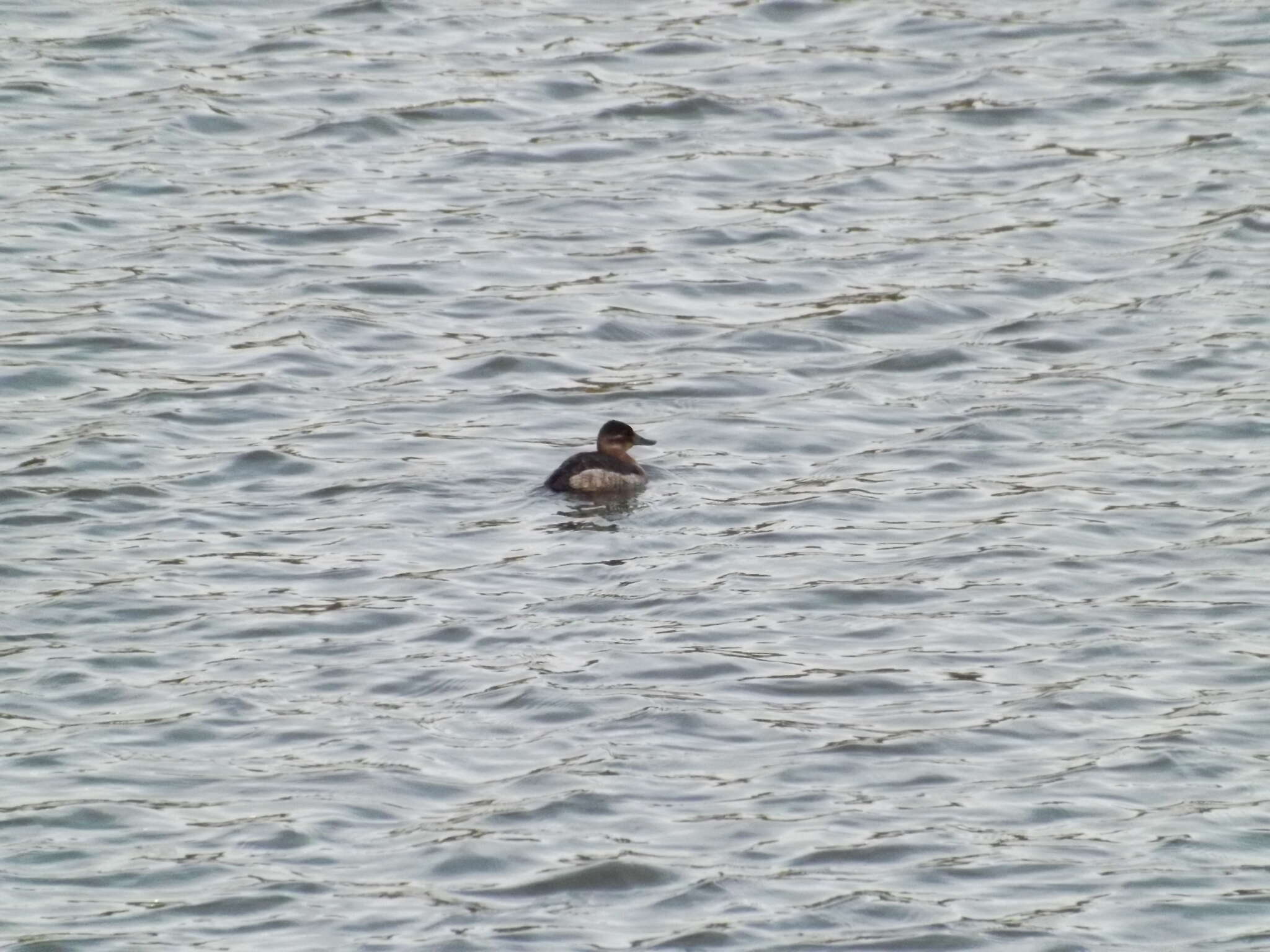 Image of Bluebills
