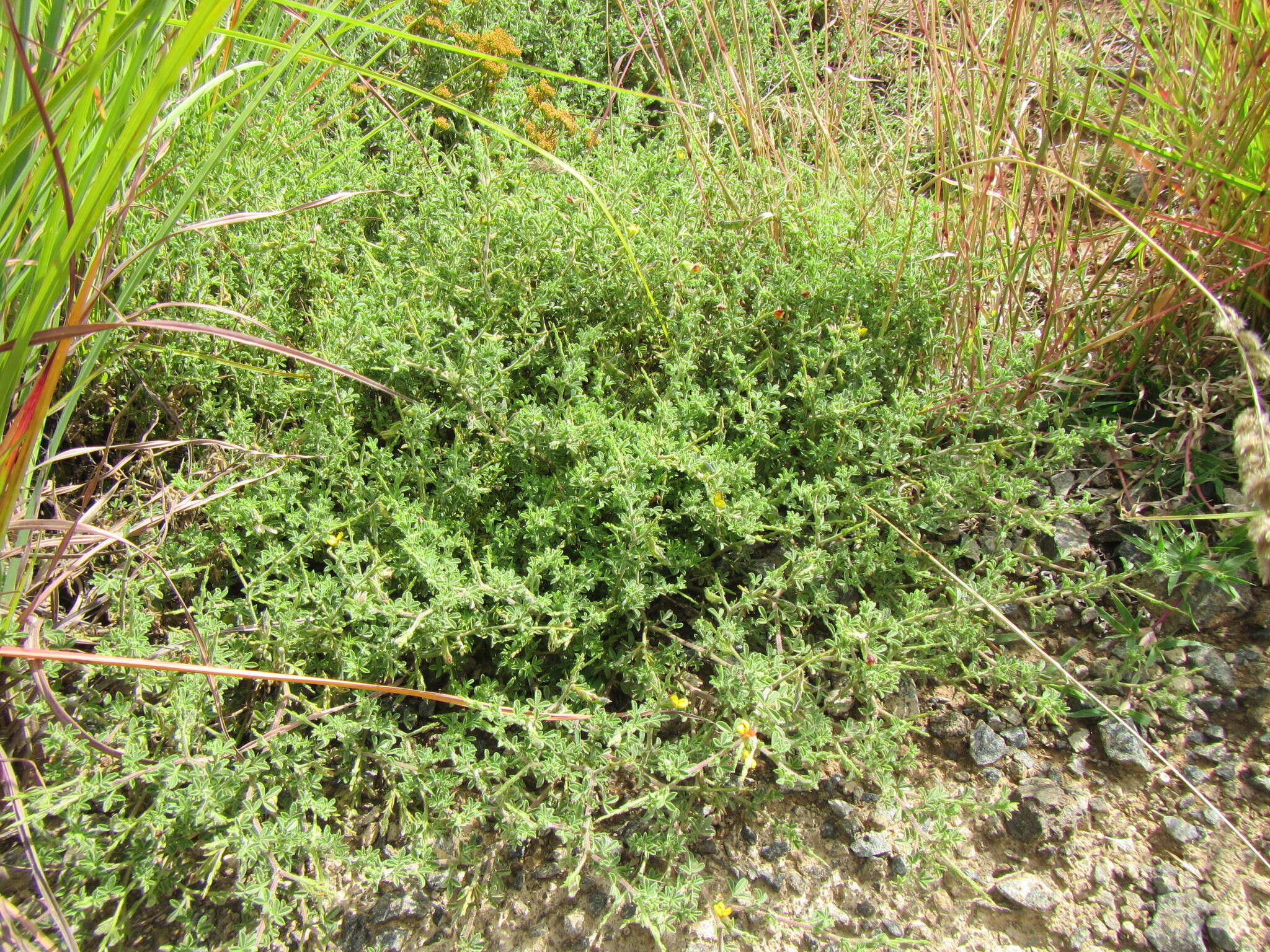 Image of Melolobium obcordatum Harv.