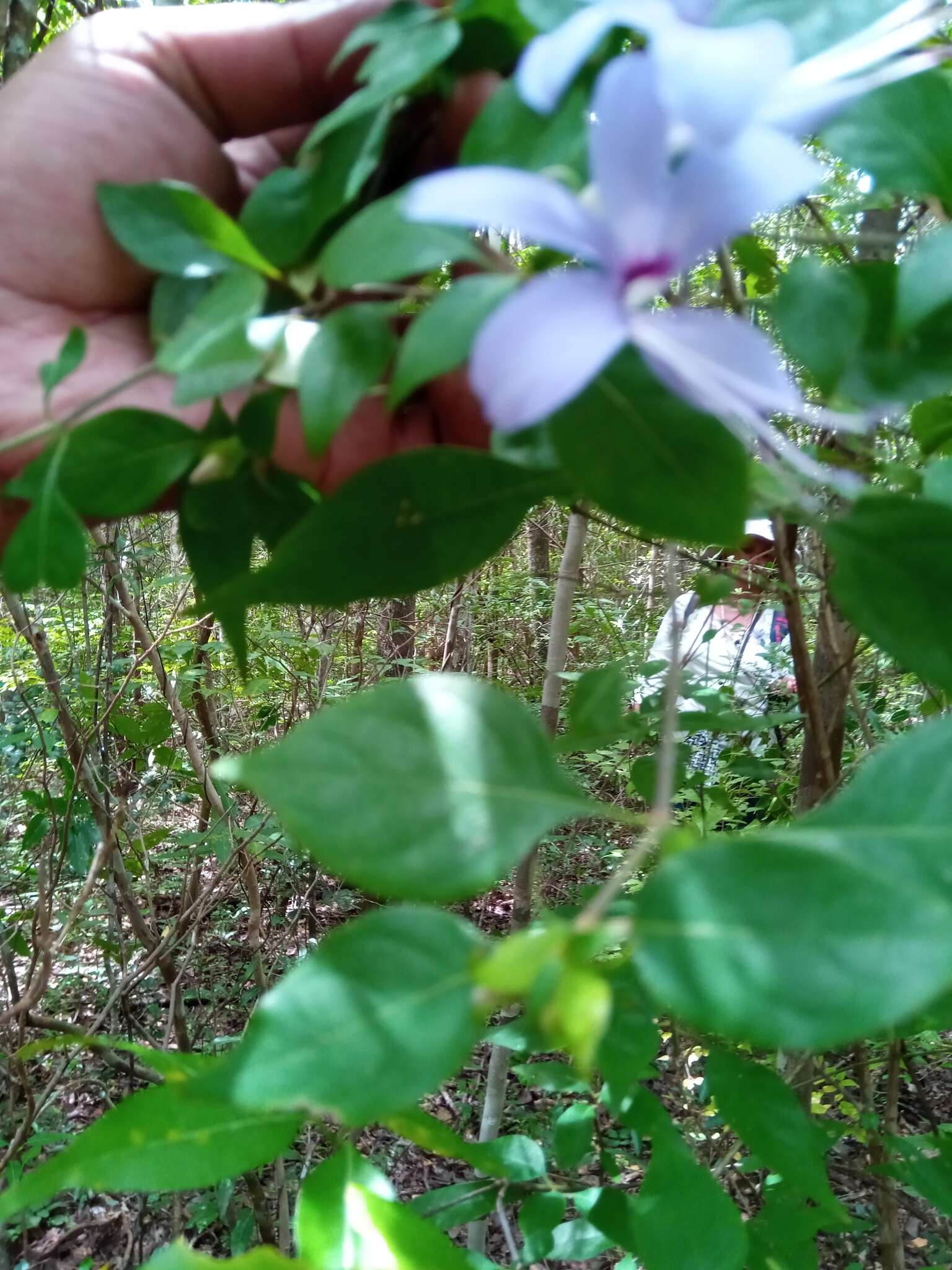 صورة Barleria phillyreifolia Baker