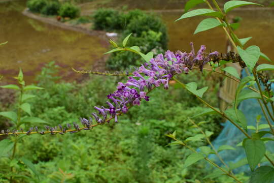 Image de Buddleja lindleyana Fortune ex Lindl.