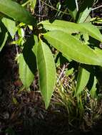 Image of Symplocos cochinchinensis subsp. thwaitesii (F. Muell.) Nooteb.