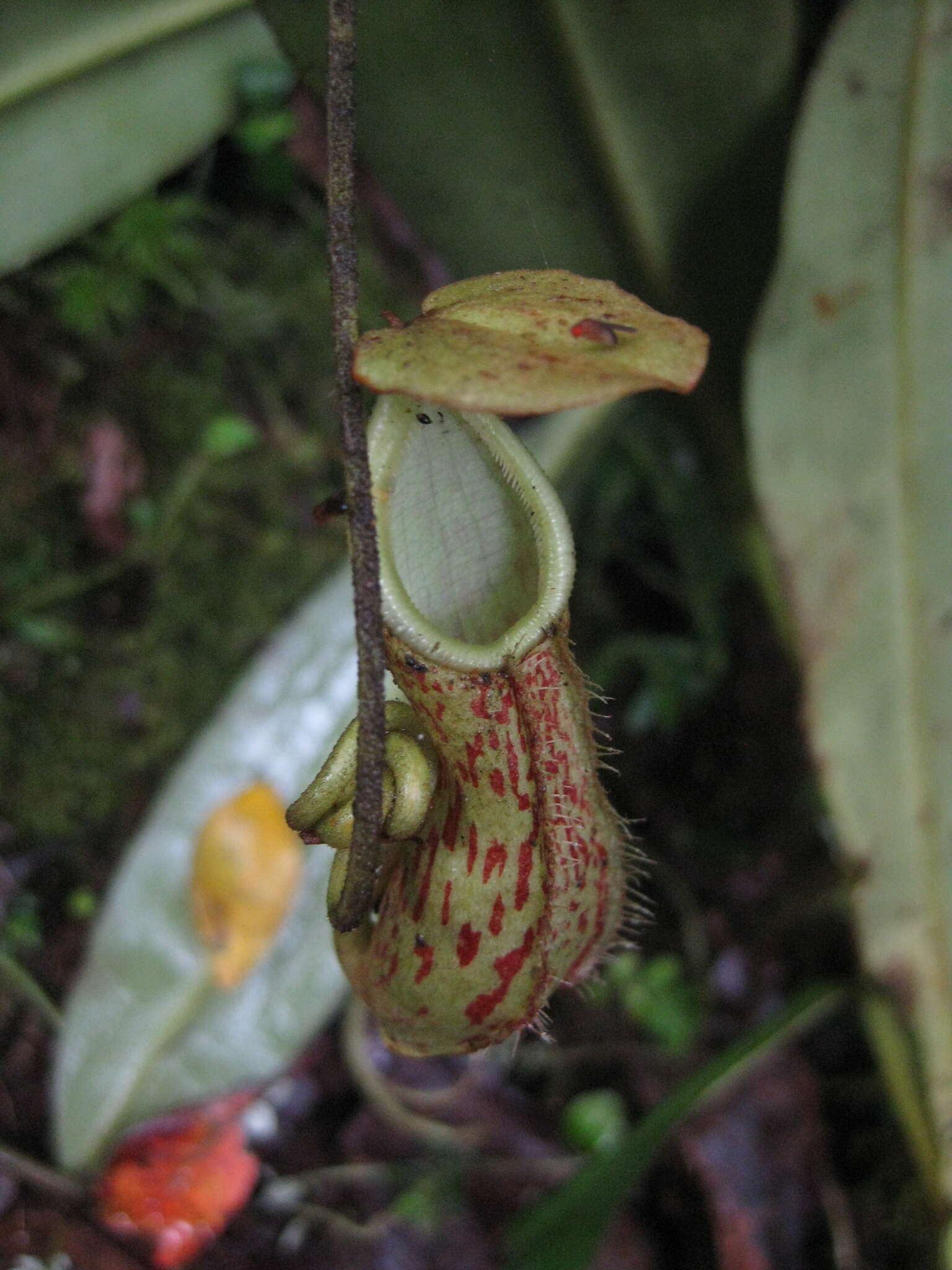 Image of Nepenthes pectinata Danser