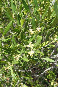 Image of Olea exasperata Jacq.