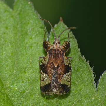 Image of Sinuessa subinermis (Horváth 1910)