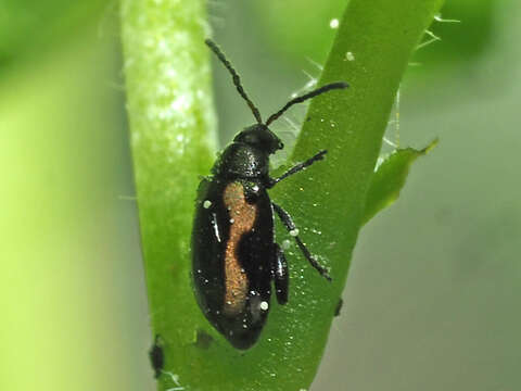 Image of Striped flea beetle