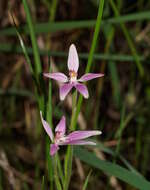 Image of Pink fairy orchid