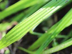 Image of Empodium veratrifolium (Willd.) M. F. Thomps.