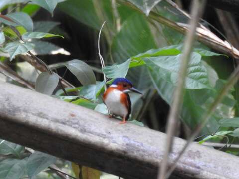 Image of White-bellied Kingfisher