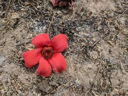 Image of Red Silk Cotton