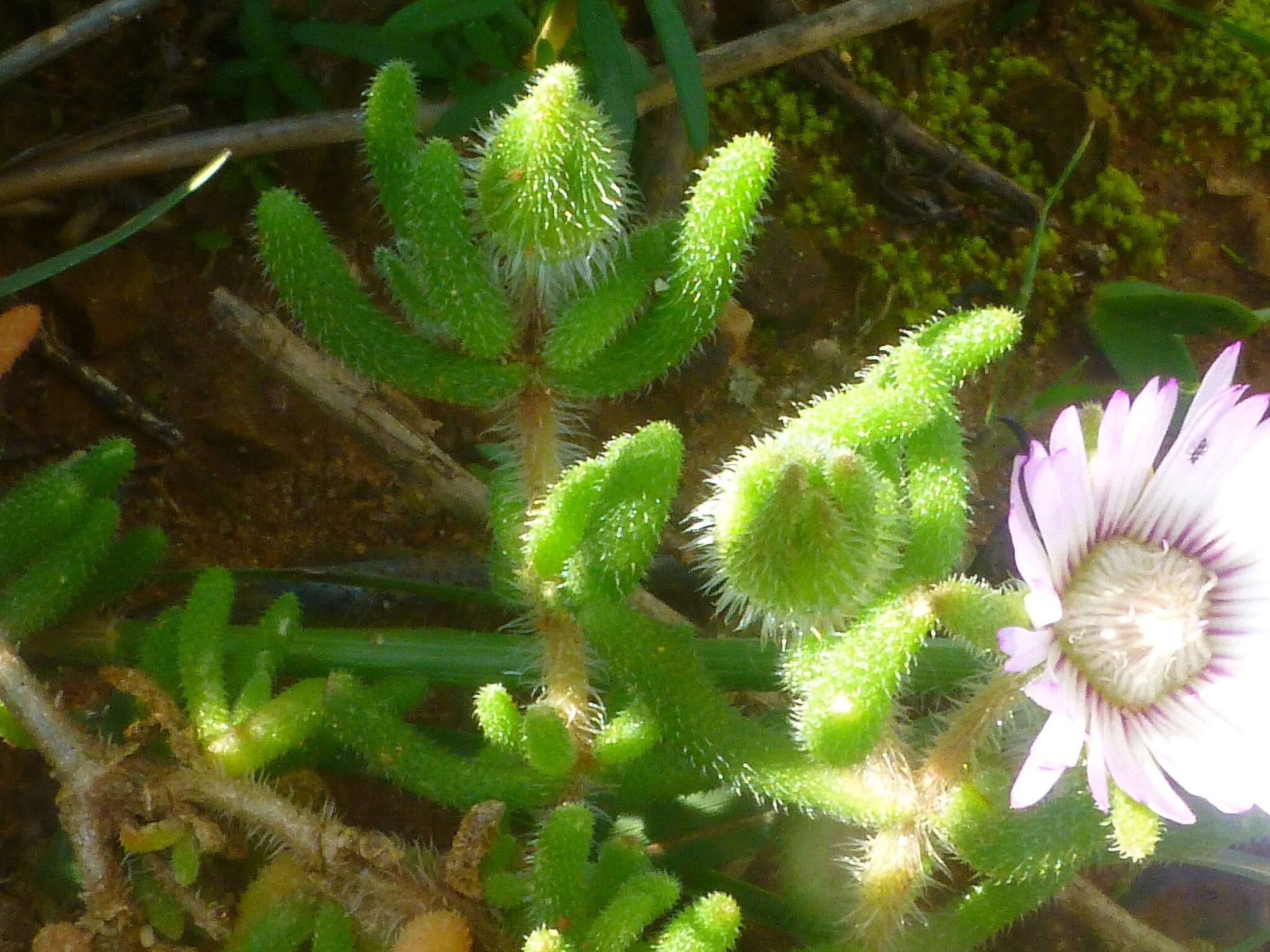 Imagem de Drosanthemum hispifolium (Haw.) Schwant.