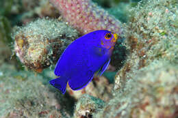 Image of Cherub Pygmy Angelfish