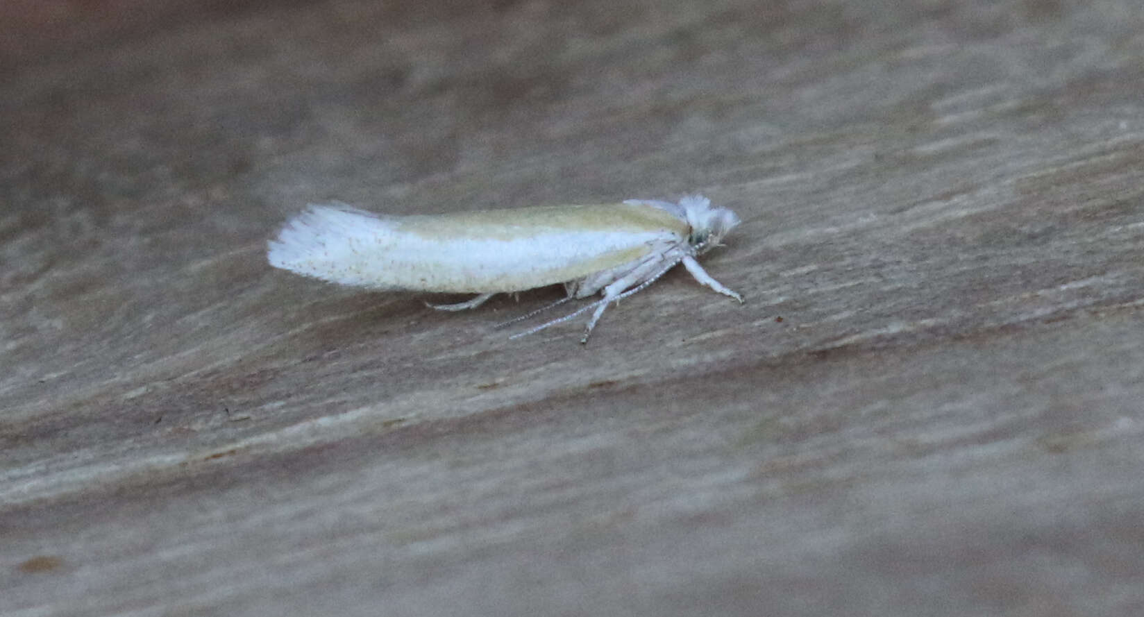 Image of Pine Needle Sheathminer Moth