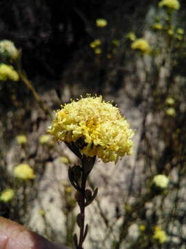 Image of Leucadendron sericeum (Thunb.) R. Br.