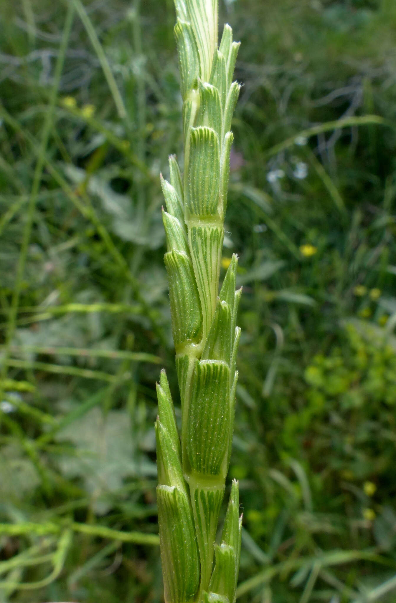 Aegilops speltoides Tausch resmi