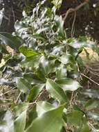 صورة Olea woodiana subsp. woodiana