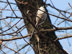 صورة Aegithalos caudatus magnus (Clark & AH 1907)