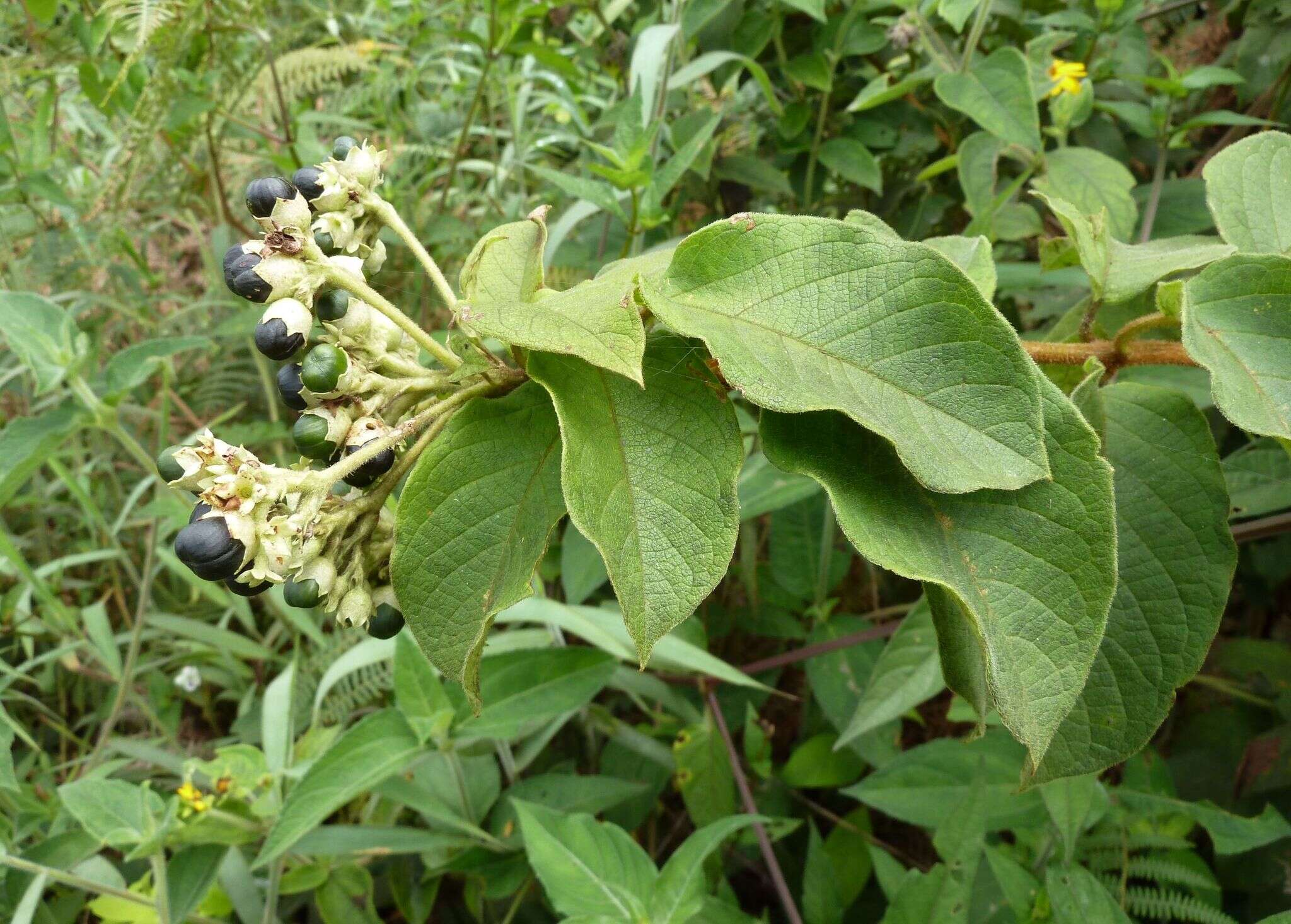 Sivun Clerodendrum polycephalum Baker kuva