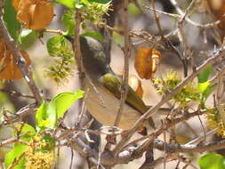 <i>Camaroptera brachyura sharpei</i>的圖片